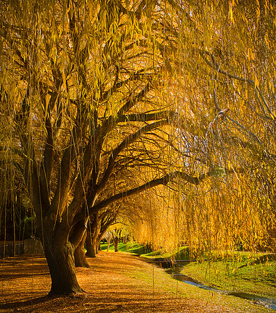 Under the Willows