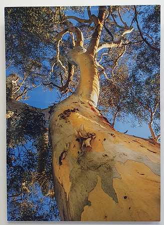 Snowgum - Tryptich (3)
