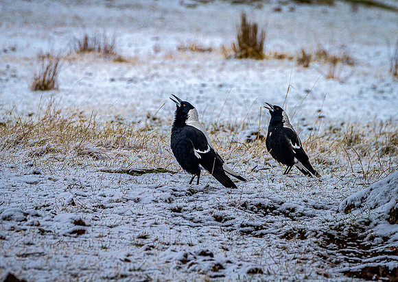 Magpies Singing in the Snow