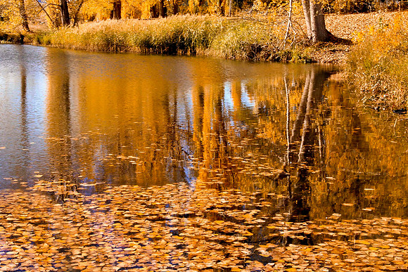 Autumn Reflections