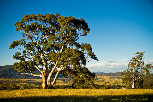 A superb snow gum