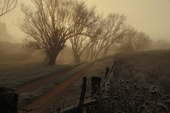 Frozen Misty Morning