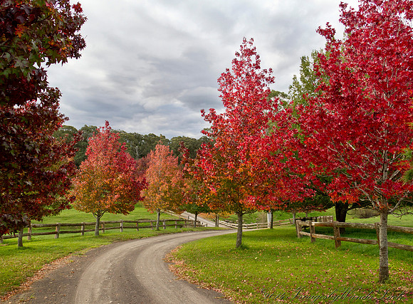 Glenquarry Park Autumn