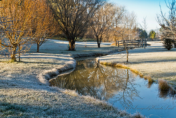 Sutton Forest Frosty Garden