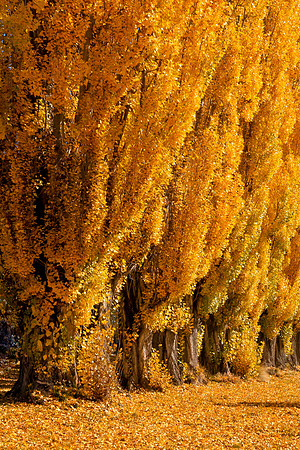 Golden Poplars