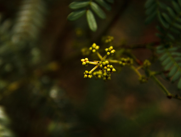 new growth