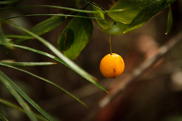 Native Berry