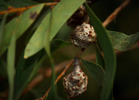 Native seed pods