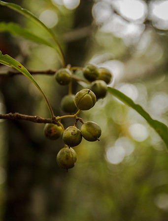Native seed pods