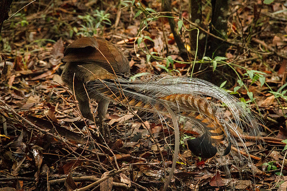Lyrebird