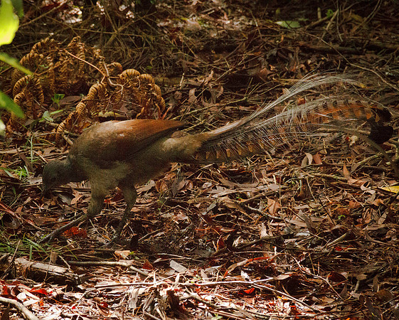 Lyrebird