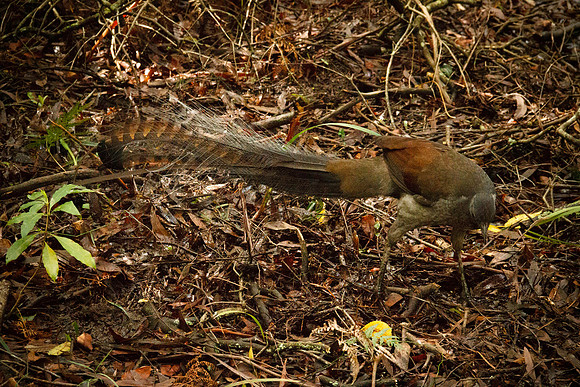 Lyrebird