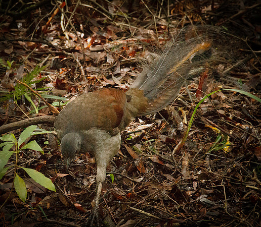 Lyrebirds