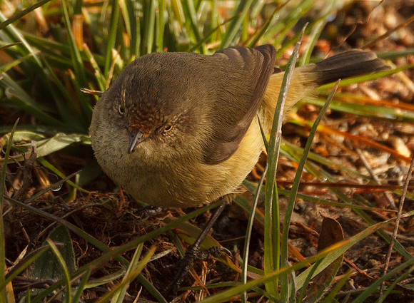 Wren