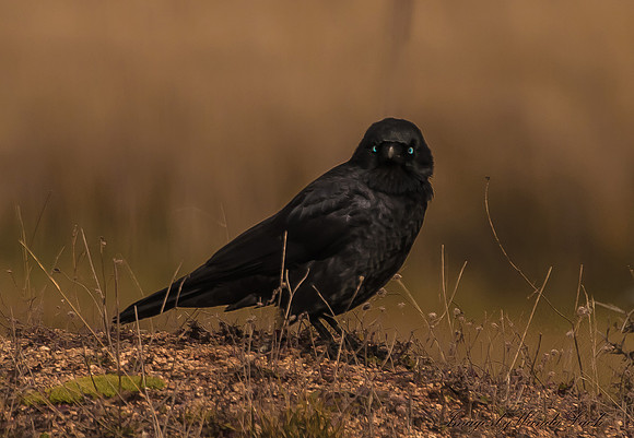 Glossy Black with blue blue eyes - Raven