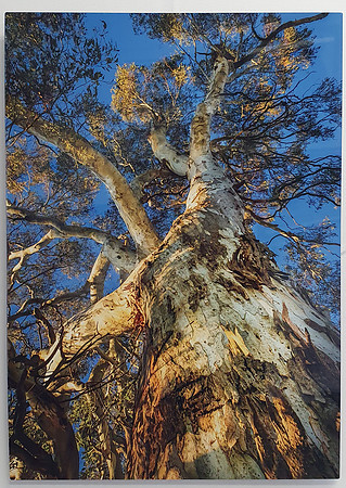 SnowGum  Tryptich (1)