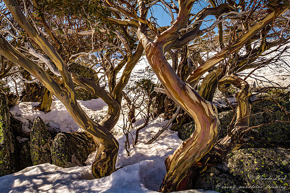 snowgums