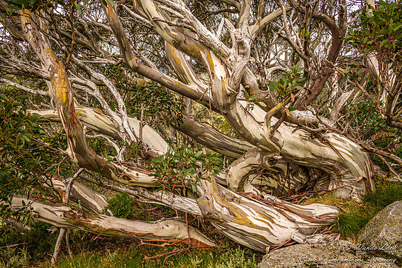 snowgums