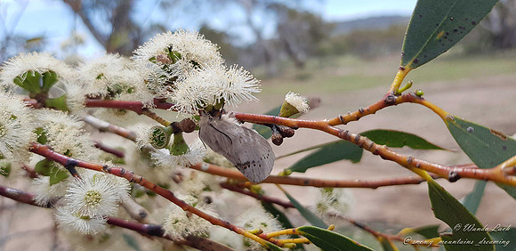 Snowgum flowers