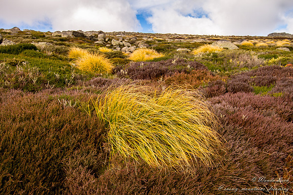 Eparcis Petrophila (snow heath)