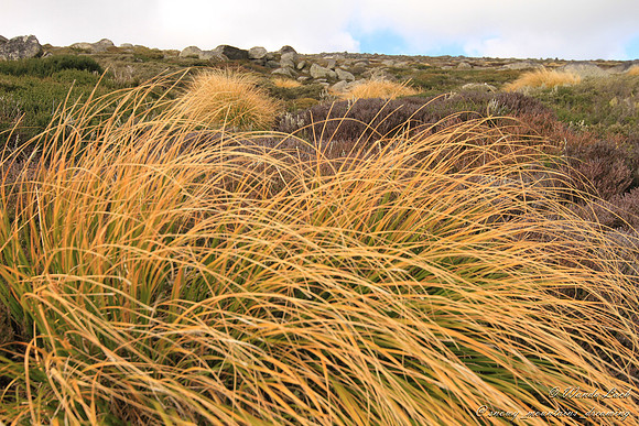 Chionochloa