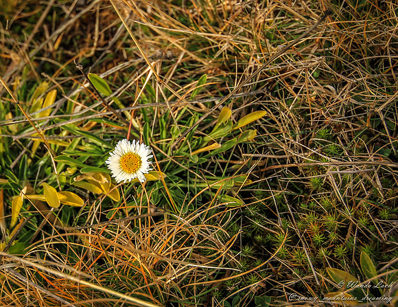 Brachcome stolonifera (dwarf daisy)