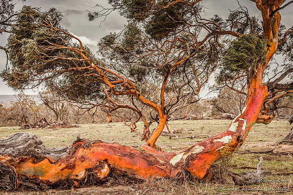 Manna Gum
