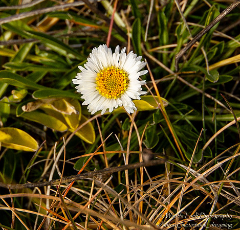Brachcome stolonifera (dwarf daisy)