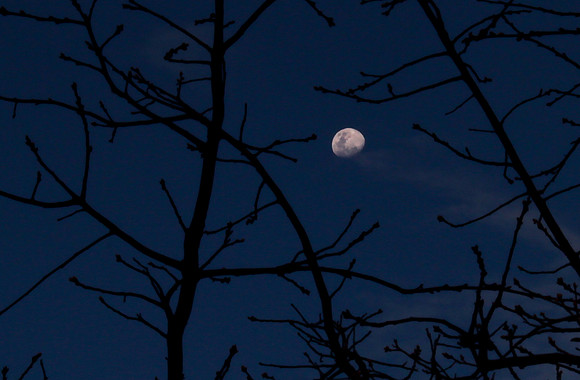 Lacey Branches Framing the Moon