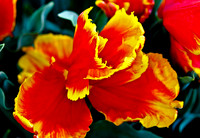Spanish Dancer