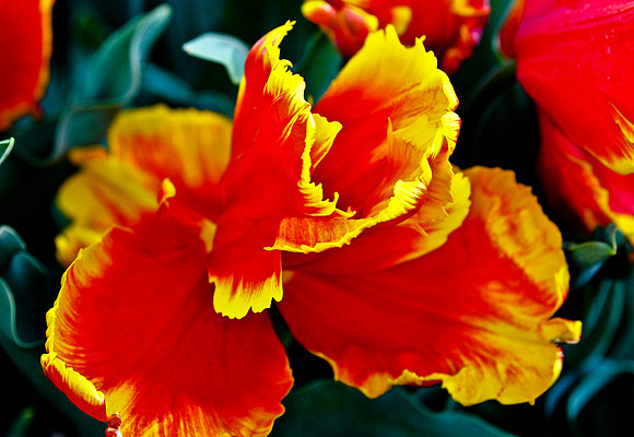 Spanish Dancer