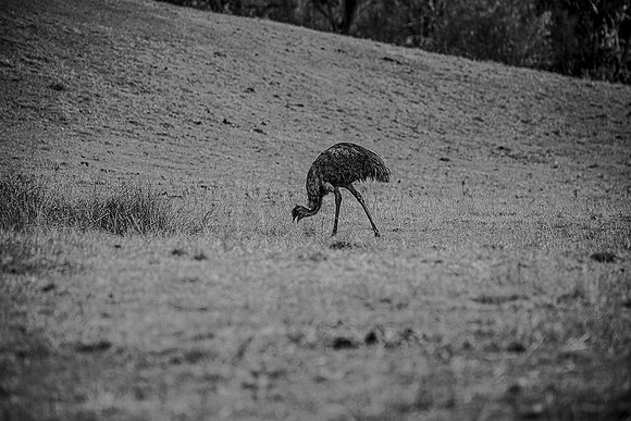 EMU