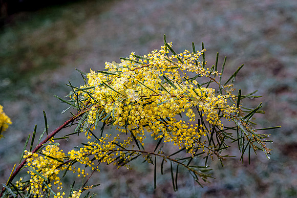 frozen wattle