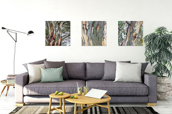 Snow Country Gum Trunks