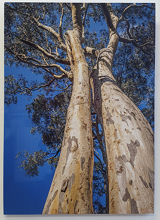 Snowgum - Tryptich (2)