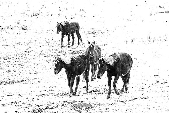 Brumbies in the snow