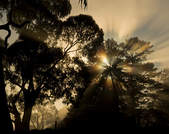 sunrise trees